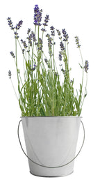 Garden in a Bag- Lavender