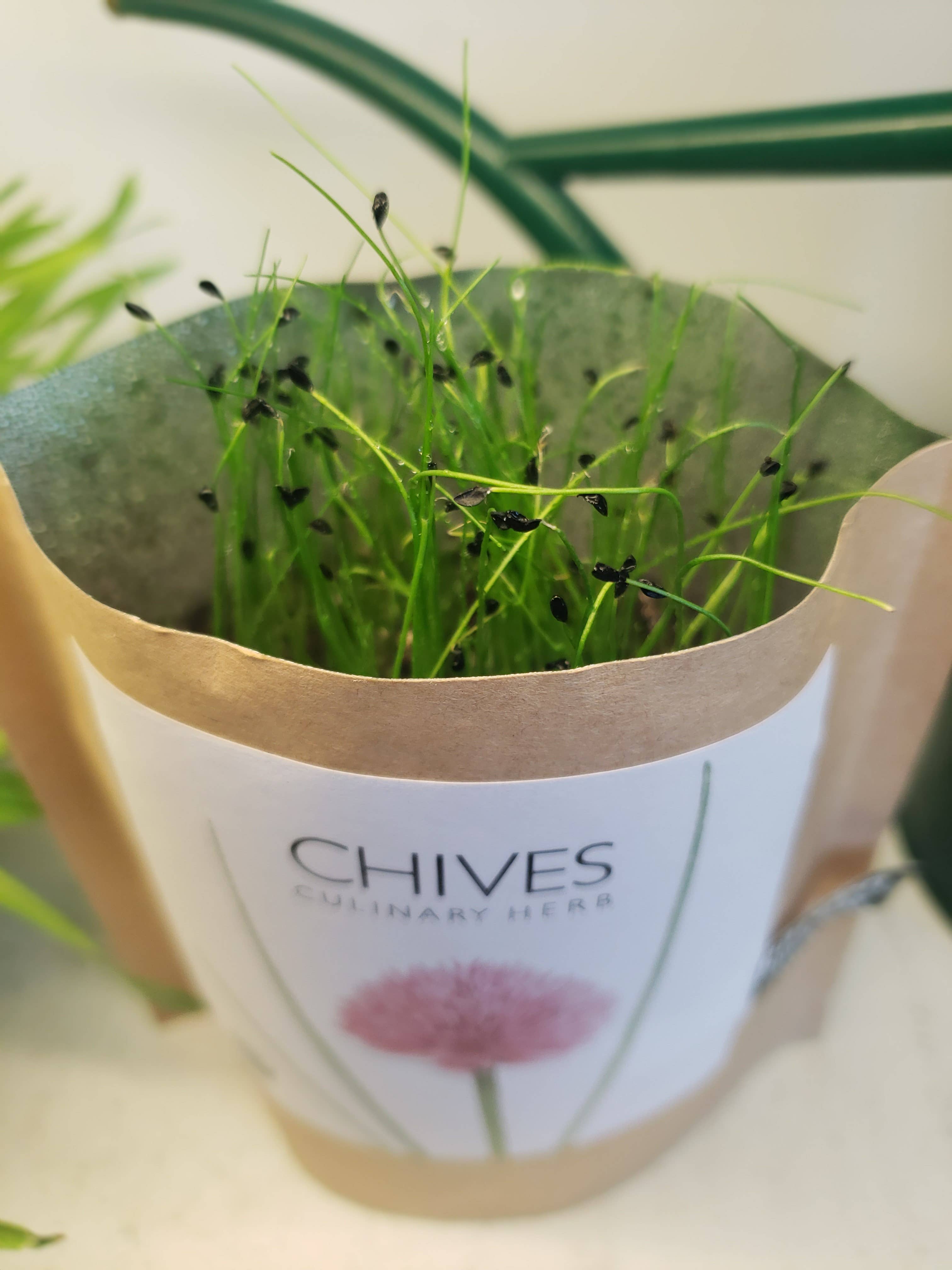 Garden in a Bag- Chives