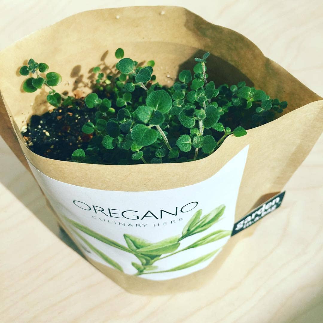 Garden in a Bag- Oregano