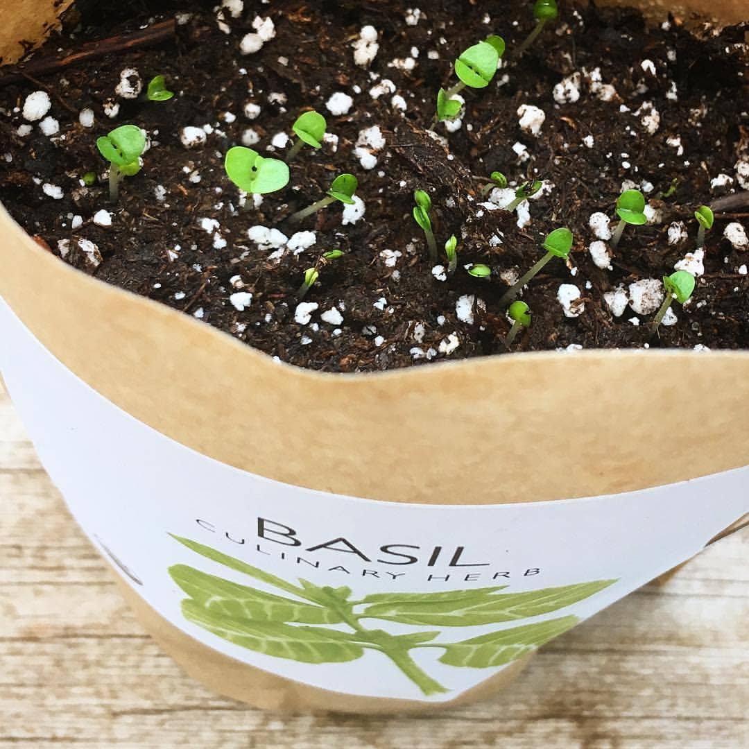 Garden in a Bag- Basil