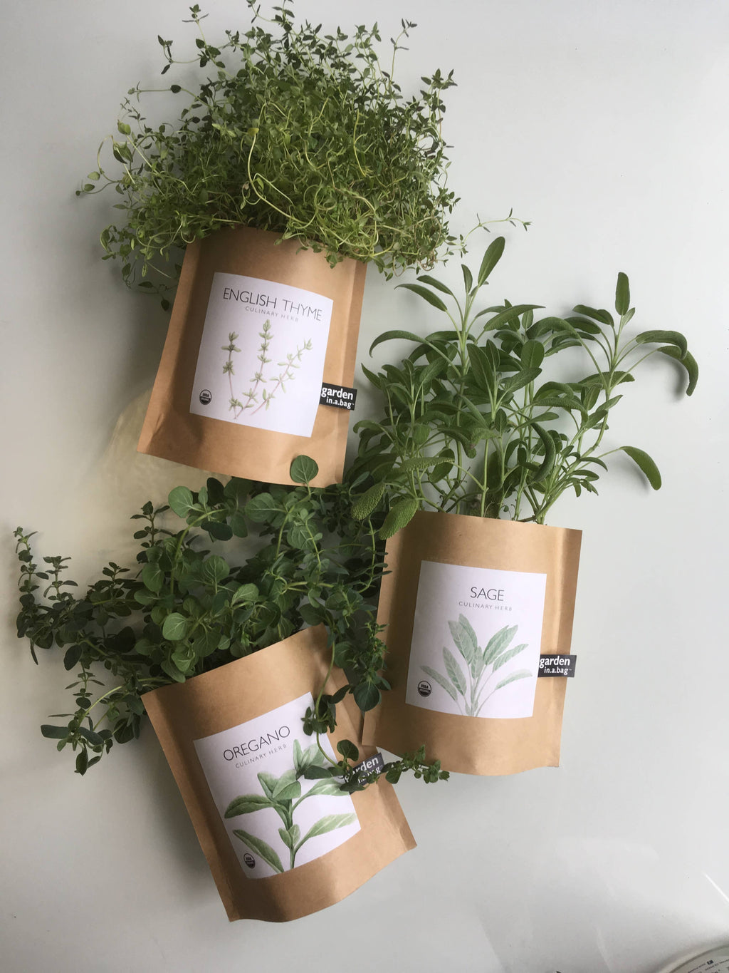 Garden in a Bag- Italian Parsley