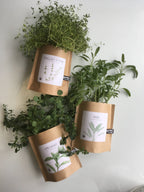 Garden in a Bag- Italian Parsley