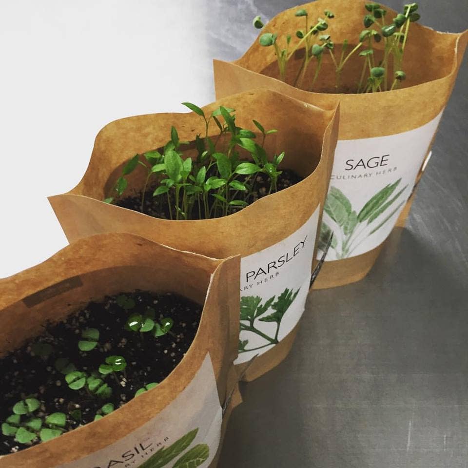 Garden in a Bag- Italian Parsley