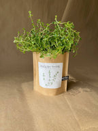 Garden in a Bag- English Thyme