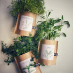 Garden in a Bag: Feathery Dill