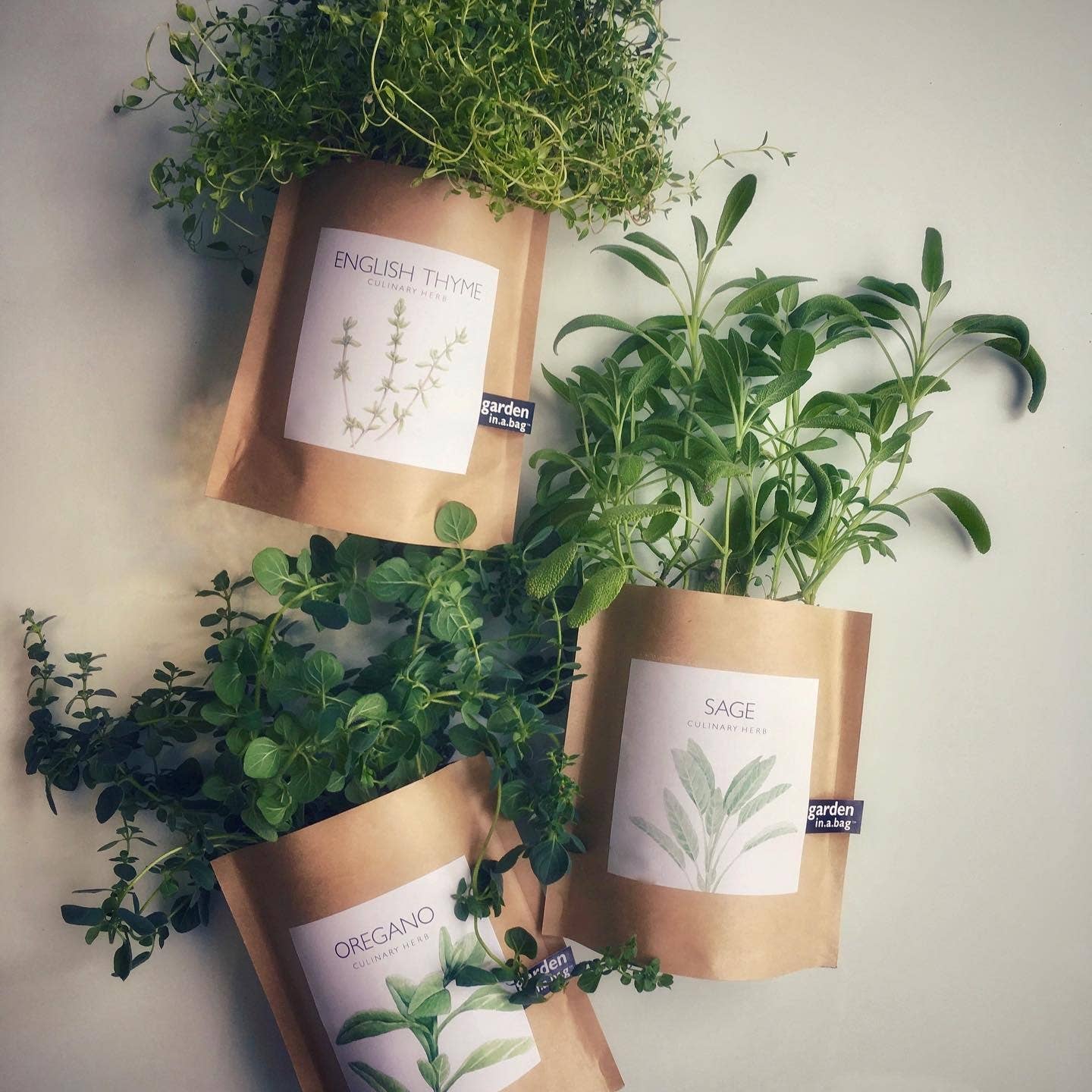 Garden in a Bag: Feathery Dill