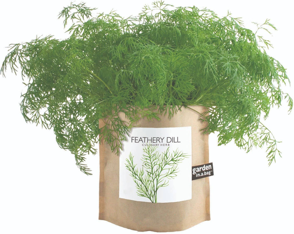 Garden in a Bag: Feathery Dill